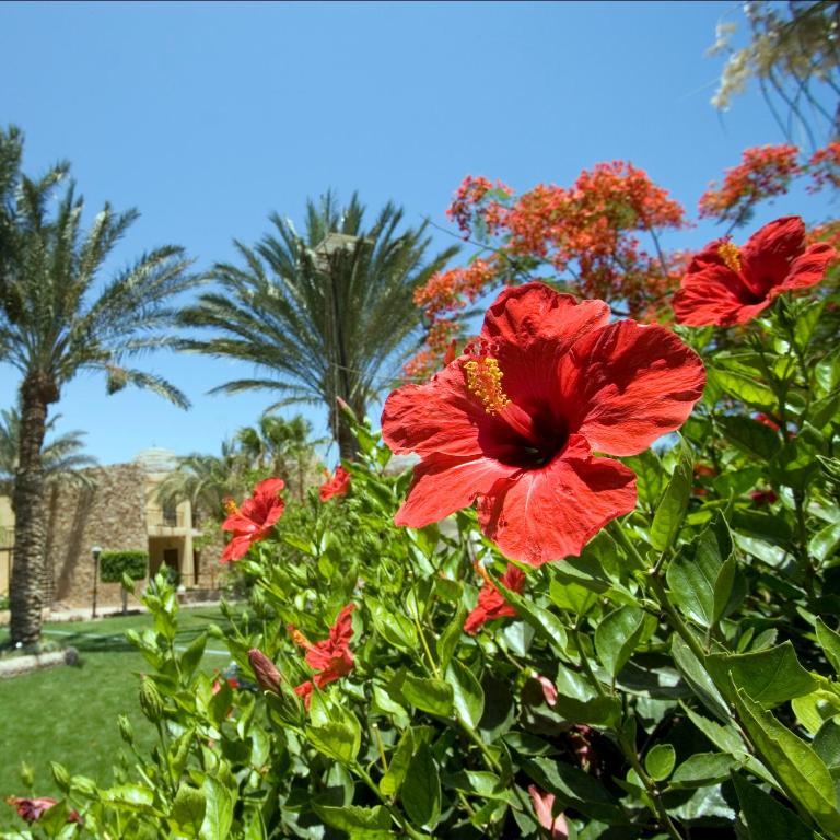 Jewels Sahara Boutique Resort Hurghada